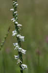 Northern slender lady's tresses